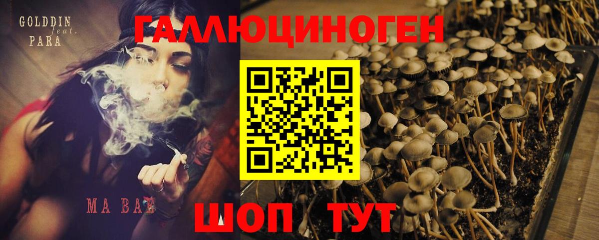 Хабаровск  где можно купить наркотик  Галлюциногенные грибы Psilocybine cubensis  Вход с VPN  Псилоцибиновые грибы Psilocybe 